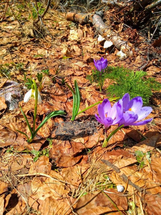 Willa Rakovic Katun - Biogradska Gora Accomodation Berane Zewnętrze zdjęcie