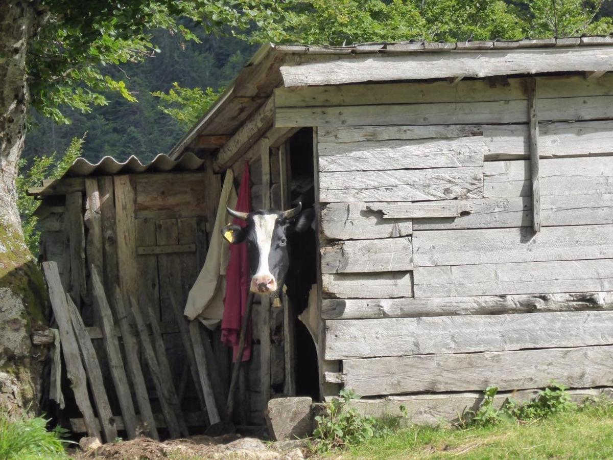 Willa Rakovic Katun - Biogradska Gora Accomodation Berane Zewnętrze zdjęcie