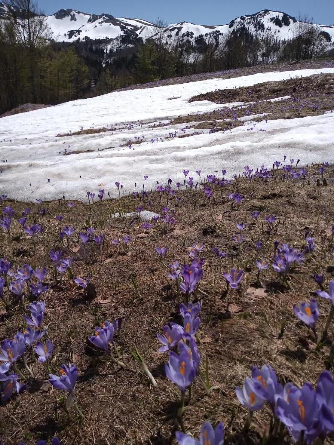 Willa Rakovic Katun - Biogradska Gora Accomodation Berane Zewnętrze zdjęcie